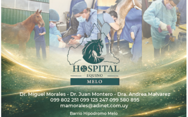 HOSPITAL EQUINO - MELO
