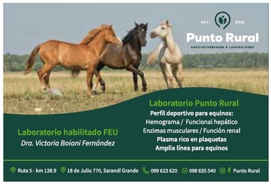 PUNTO RURAL - SDI GRANDE