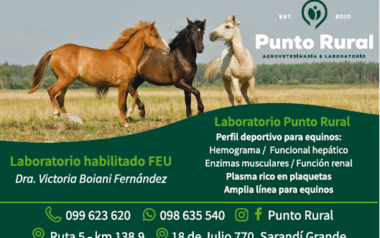 PUNTO RURAL - SDI GRANDE